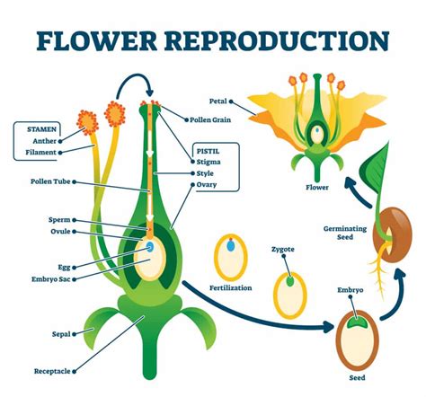 3D Flower Model - Plant Science