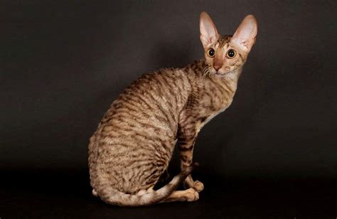 Cornish Rex Cat Personality and Behavior