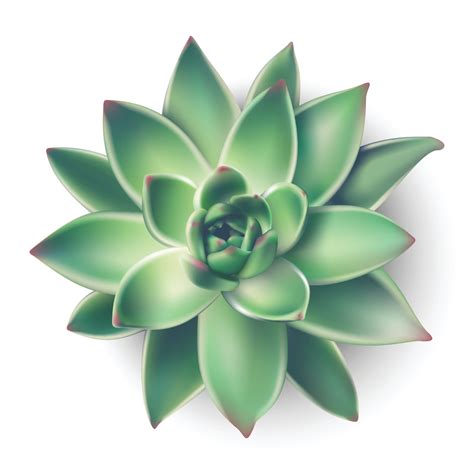 3d realistic vector house succulent plant from top view. Isolated illustration icon on white ...