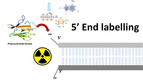 5 prime end labelling | end labeling of DNA | How do you label the ...