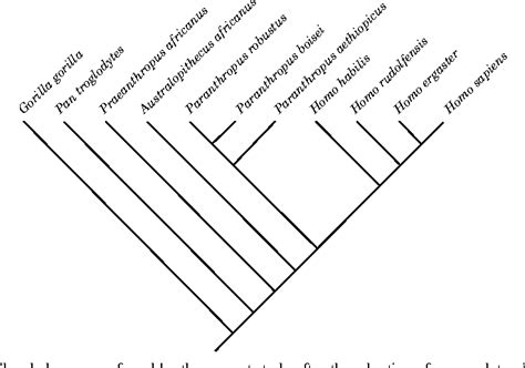 [PDF] A reappraisal of early hominid phylogeny. | Semantic Scholar