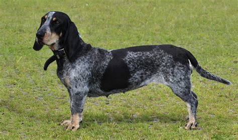 Basset Bleu de Gascogne Breed Information