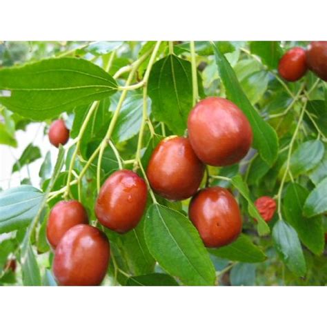 Buy Ziziphus Jujuba Seeds (1kg) online at best price on plantsguru.com