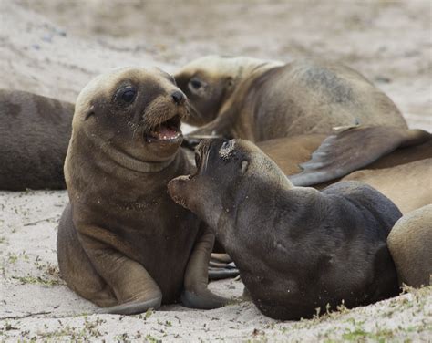 Sea lions at Enderby Island, New Zealand. | Sea Lion pups on… | Flickr