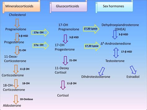 Adrenal Gland Hormone Synthesis Pathway -Learn how to lower cholesterol safely and naturally at ...