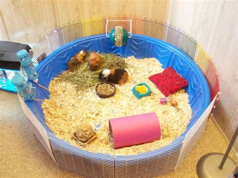 Kiddie Pool Guinea Pig Cage - petdiys.com