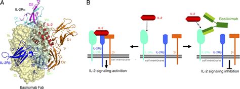 Molecular mechanism of the inhibition of IL-2 signaling by basiliximab.... | Download Scientific ...