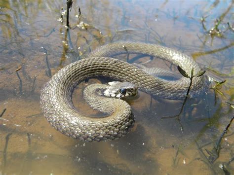 북부 watersnake 스톡 사진, 로열티-프리 북부 watersnake 이미지 | Depositphotos