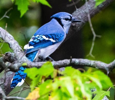 Blue Jay | Migration | Indiana Dunes