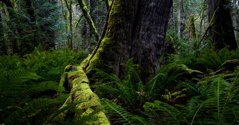 Grandparents in the natural world: The old-growth forests of Canada