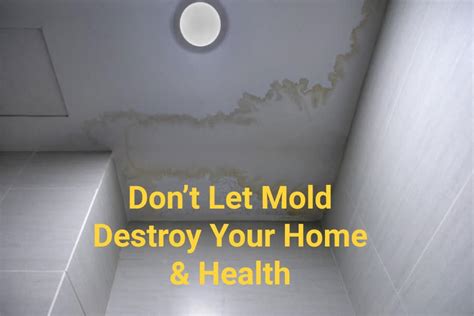 What is The Importance of Mold Remediation - Bryter Water Damage ...