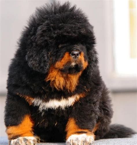 Tibetan Mastiff Lion | Lion Head Tibetan Mastiff Puppies | Tibetan Mastiffs | Pinterest ...