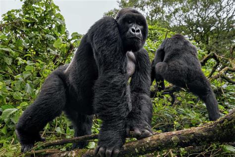 Rwanda Safari Beyond Gorilla Tours | Visit Rwanda