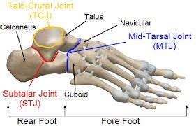 talocrural joint - Google Search | Joints of the foot, Foot anatomy, Physical therapy