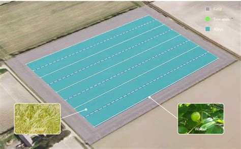 Design of Alley Cropping System in UK