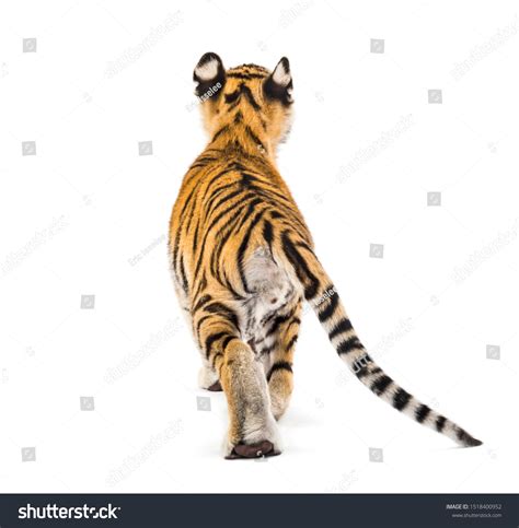 850 Back View Tiger Images, Stock Photos & Vectors | Shutterstock