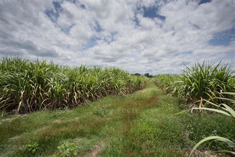 Landscape of sugar cane plantation 9588060 Stock Photo at Vecteezy