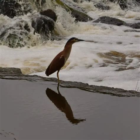 Nankeen night heron - Facts, Diet, Habitat & Pictures on Animalia.bio