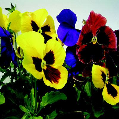 50 Pansy Seeds Giant Mix Flower Seeds