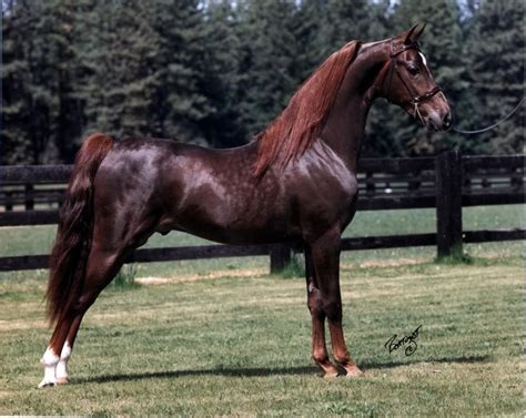 Saddlebred Stallion | American saddlebred horses, Horse breeds, Horses