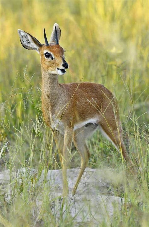 Steenbok Alert | Focusing on Wildlife