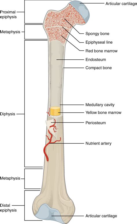 File:603 Anatomy of Long Bone.jpg - Wikimedia Commons