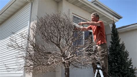 Dwarf Korean Lilac Tree: Pruning To Reduce Size