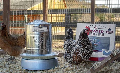 Heated Chicken Waterer - Whats Best & Running Costs