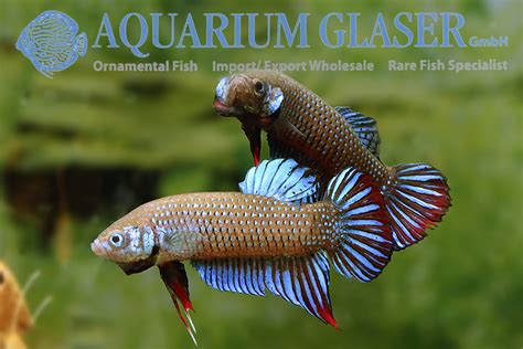 Betta imbellis - Aquarium Glaser GmbH