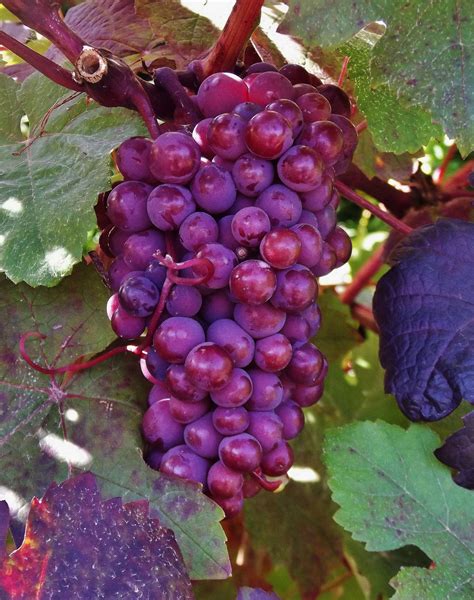 Purple-Leaf Grape Vine / Vitis vinifera 'Purpurea'