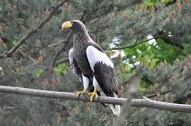 Sea Eagle Bird | Info & Latest Cute Pictures | All Wildlife Photographs