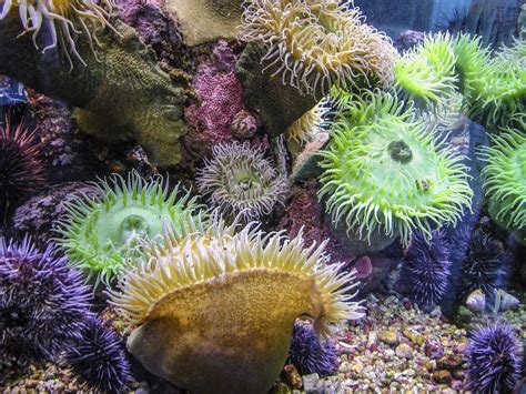 Fascinating Facts About Sea Anemones You Never Knew