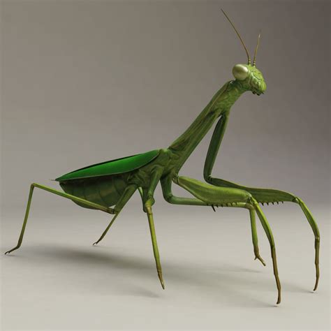 3d insects v2 model