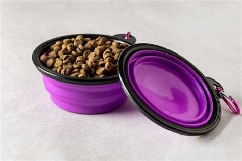 10 Best Cat Bowl Choices for Your Feline Friend in 2023 - nicety
