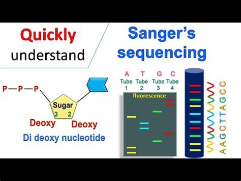 Sanger DNA Sequencing - Gel Electrophoresis Animation - VidoEmo ...