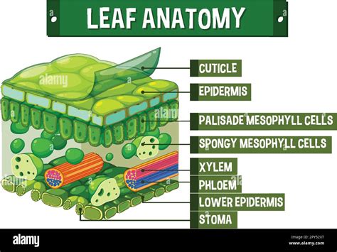 Internal structure of leaf diagram illustration Stock Vector Image & Art - Alamy