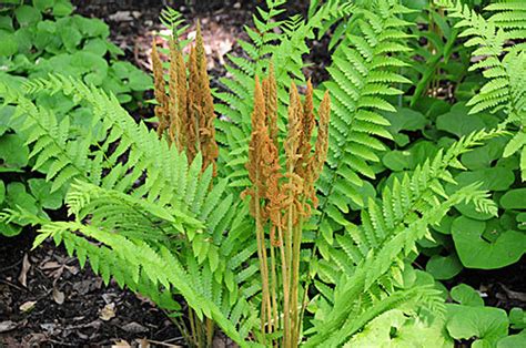 Fern Plants - Shop by Zone - Zone 4 Ferns - Perennial Nursery