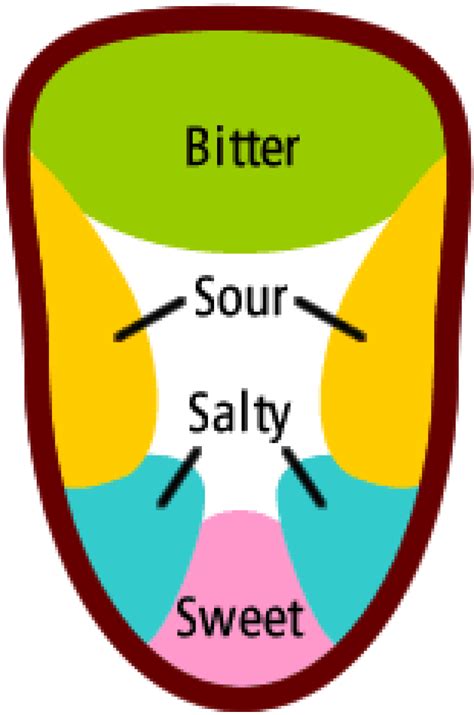 The Tongue Map Myth | How it originated and grew | Learnodo Newtonic