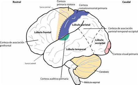 BLOG de NOTICIAS: Cómo darle forma a nuestro cerebro: Moldeando la corteza cerebral