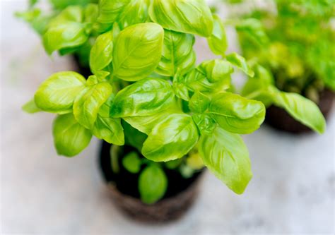 Growing Basil from Seeds, Cuttings or Seedlings - Food Gardening Network