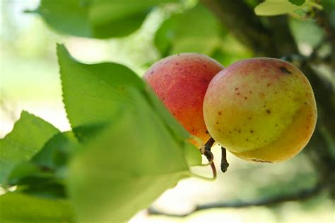 Free stock photo of #Tree, apricot, closeup