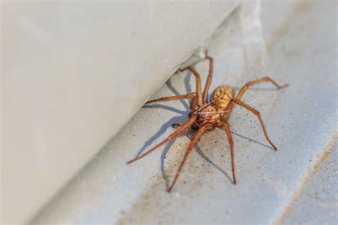 Hobo spider bite: Symptoms, treatment, and stages