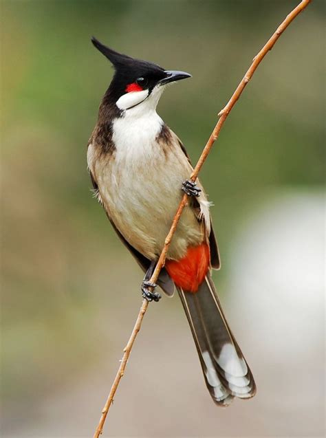 Colorful birds - Red-whiskered Bulbul bird. | Birds of a Feather Flock Together | Pinterest ...