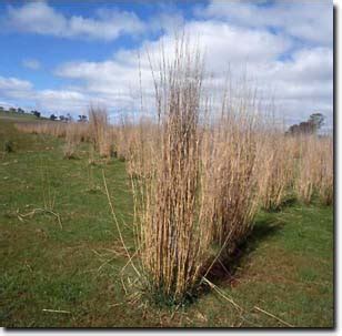 Tall Wheat-Grass | VRO | Agriculture Victoria
