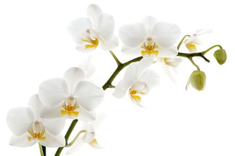 gaeroladid: White Orchid Flower Images | Orchid flower, Flower clipart ...