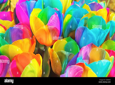 Rainbow tulips, spring Background Stock Photo - Alamy