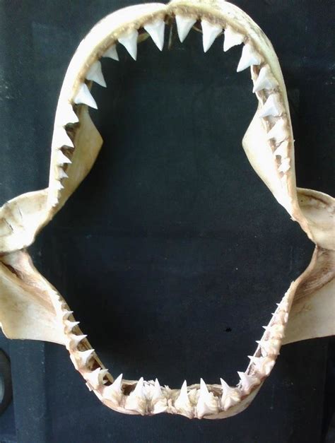 The jaw from the juvenile white shark described in the present paper ...