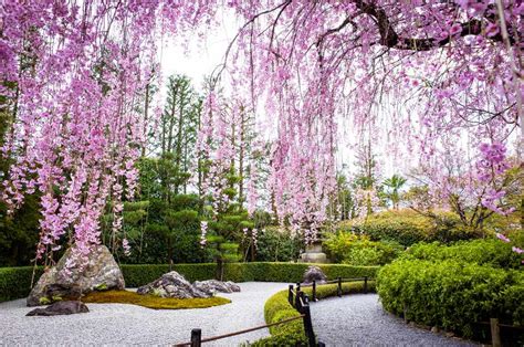 9 Traditional Japanese Plants for Your Garden