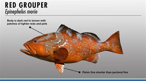 Grouper Identifier | FISHTRACK.COM