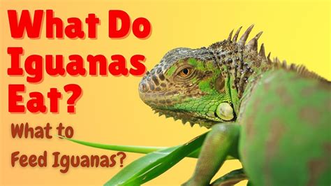 What Do Iguanas Eat - What to Feed Iguanas - What Do Green Iguanas Eat ...